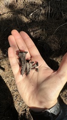 Craterellus calicornucopioides