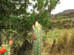 Corryocactus melanotrichus