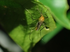 Coquillettidia xanthogaster