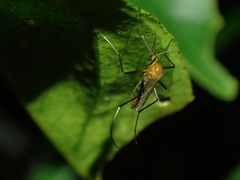 Coquillettidia xanthogaster