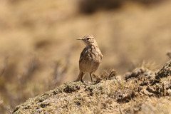 Geositta cunicularia