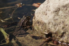 Pelophylax