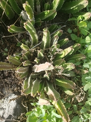 Stapelia gigantea