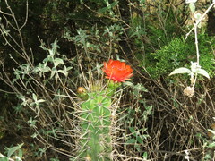 Corryocactus melanotrichus