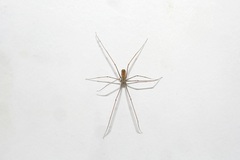 Pholcus opilionoides