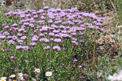 Monardella odoratissima glauca