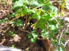 Ribes oxyacanthoides irriguum
