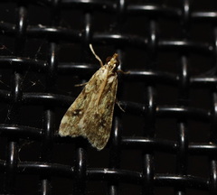 Scoparia atrochroa