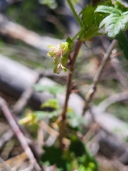 Ribes oxyacanthoides irriguum