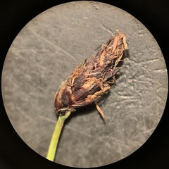 Eleocharis bolanderi