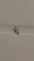 Lepyronia quadrangularis