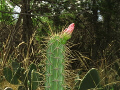 Corryocactus melanotrichus