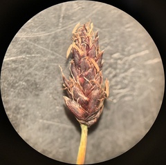 Eleocharis bolanderi