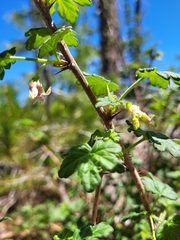 Ribes oxyacanthoides irriguum