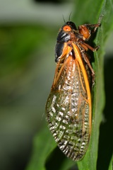 Magicicada septendecim