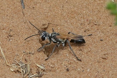 Prionyx saevus