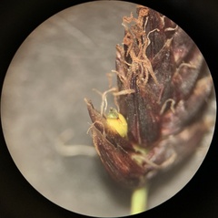 Eleocharis bolanderi