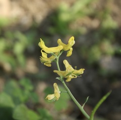 Corydalis aurea