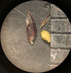 Eleocharis bolanderi