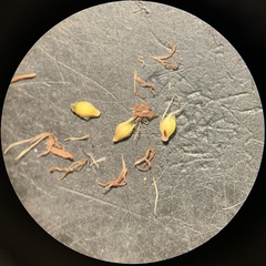 Eleocharis bolanderi