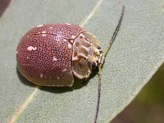 Paropsis aegrota