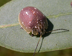 Paropsis aegrota