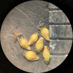 Eleocharis bolanderi
