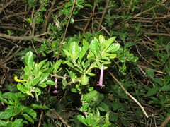 Dunalia brachyacantha