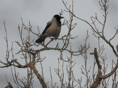 Corvus cornix