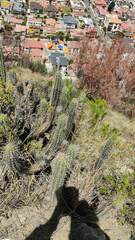 Corryocactus melanotrichus