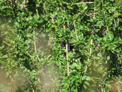 Diglossa carbonaria