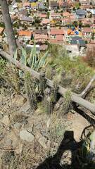 Corryocactus melanotrichus