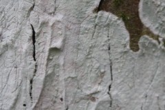 Cryptothecia striata