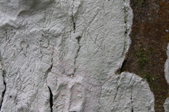 Cryptothecia striata