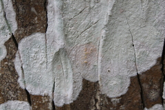 Cryptothecia striata