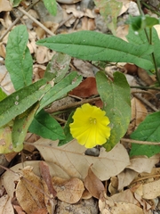 Ipomoea minutiflora