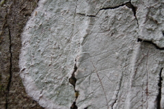 Cryptothecia striata