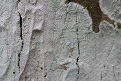 Cryptothecia striata