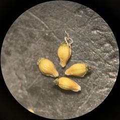 Eleocharis bolanderi