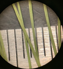 Eleocharis bolanderi