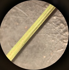 Eleocharis bolanderi