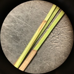 Eleocharis bolanderi