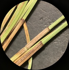 Eleocharis bolanderi