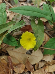Ipomoea minutiflora