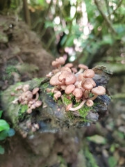 Fungi