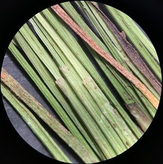 Eleocharis bolanderi