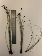 Eleocharis bolanderi