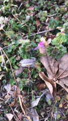Lamium amplexicaule