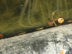 Pleurodema cinereum
