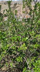 Dunalia brachyacantha